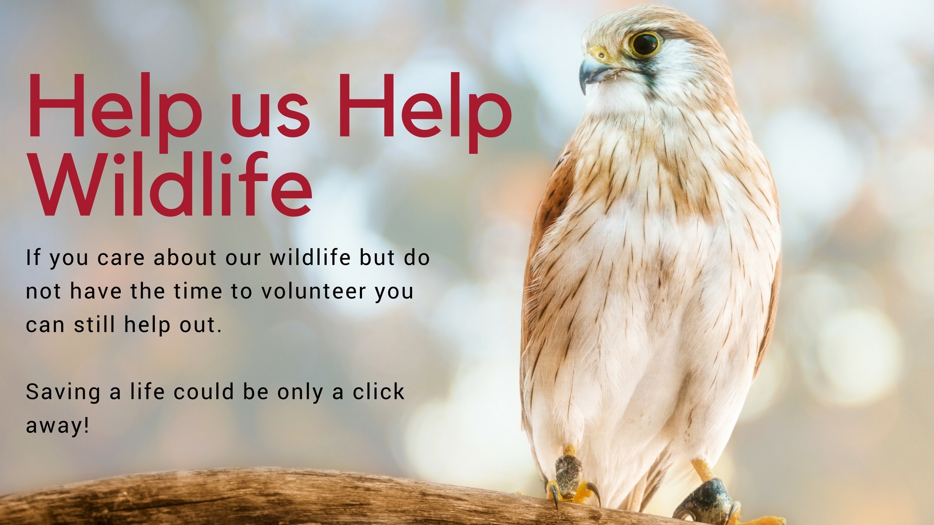 help-us-help-wildlife-if-you-find-an-injured-native-animal-in-wa