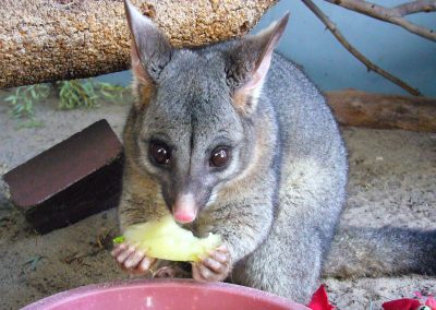 Brushtail Possum