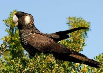 Carnabys Black Cockatoo