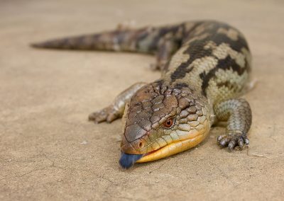 Northern Blue Tongue