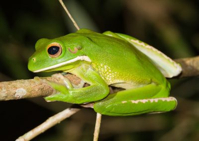 Tree Frogs