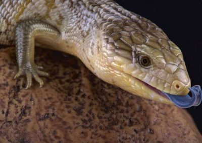 Western Blue Tongue