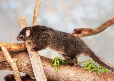 Western Ringtail Possum